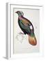 Himalayan Monal Pheasant-John Gould-Framed Giclee Print