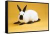Himalayan Rabbit-Lynn M^ Stone-Framed Stretched Canvas