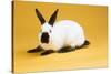 Himalayan Rabbit-Lynn M^ Stone-Stretched Canvas