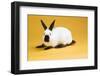Himalayan Rabbit-Lynn M^ Stone-Framed Photographic Print