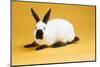 Himalayan Rabbit-Lynn M^ Stone-Mounted Photographic Print