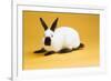 Himalayan Rabbit-Lynn M^ Stone-Framed Photographic Print