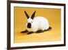 Himalayan Rabbit-Lynn M^ Stone-Framed Photographic Print