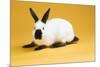 Himalayan Rabbit-Lynn M^ Stone-Mounted Photographic Print