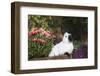 Himalayan Rabbit-Lynn M^ Stone-Framed Photographic Print