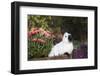 Himalayan Rabbit-Lynn M^ Stone-Framed Photographic Print