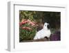 Himalayan Rabbit-Lynn M^ Stone-Framed Photographic Print