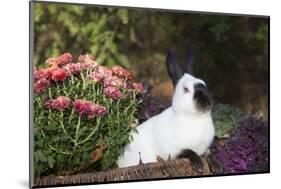 Himalayan Rabbit-Lynn M^ Stone-Mounted Photographic Print