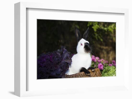 Himalayan Rabbit-Lynn M^ Stone-Framed Photographic Print