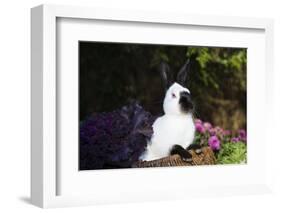 Himalayan Rabbit-Lynn M^ Stone-Framed Photographic Print