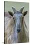 Himalayan tahr (Hemitragus jemlahicus) female. Captive, Netherlands.-Edwin Giesbers-Stretched Canvas