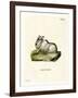 Himalayan Thar-null-Framed Giclee Print