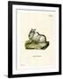 Himalayan Thar-null-Framed Giclee Print