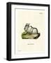 Himalayan Thar-null-Framed Giclee Print