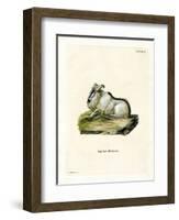 Himalayan Thar-null-Framed Giclee Print