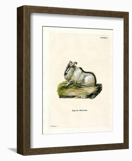 Himalayan Thar-null-Framed Giclee Print