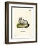 Himalayan Thar-null-Framed Giclee Print