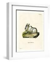 Himalayan Thar-null-Framed Giclee Print