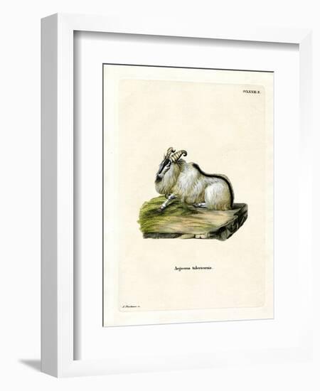 Himalayan Thar-null-Framed Giclee Print