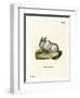 Himalayan Thar-null-Framed Giclee Print