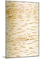 Himalayan White Birch (Betula jacquemontii) close-up of bark, in garden, Cambridgeshire, England-Krystyna Szulecka-Mounted Photographic Print