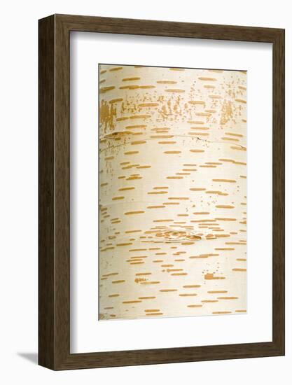 Himalayan White Birch (Betula jacquemontii) close-up of bark, in garden, Cambridgeshire, England-Krystyna Szulecka-Framed Photographic Print