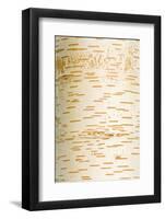 Himalayan White Birch (Betula jacquemontii) close-up of bark, in garden, Cambridgeshire, England-Krystyna Szulecka-Framed Photographic Print