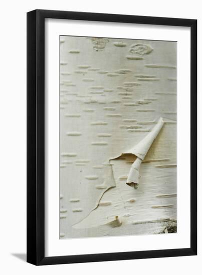 Himalayan White Birch (Betula jacquemontii) 'doorenbos', close-up of peeling bark detail, England-Gary Smith-Framed Photographic Print