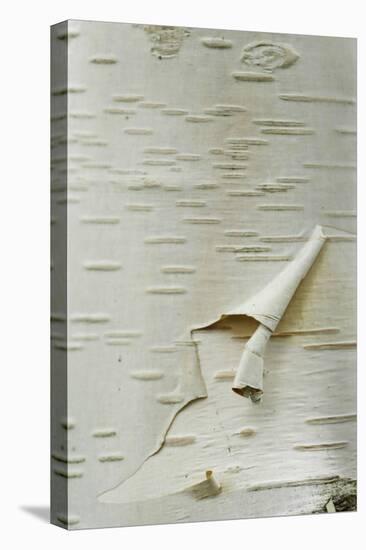 Himalayan White Birch (Betula jacquemontii) 'doorenbos', close-up of peeling bark detail, England-Gary Smith-Stretched Canvas