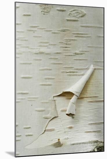 Himalayan White Birch (Betula jacquemontii) 'doorenbos', close-up of peeling bark detail, England-Gary Smith-Mounted Photographic Print