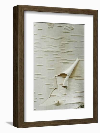 Himalayan White Birch (Betula jacquemontii) 'doorenbos', close-up of peeling bark detail, England-Gary Smith-Framed Photographic Print