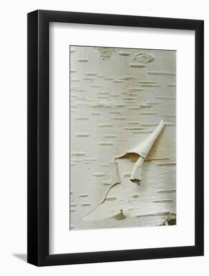 Himalayan White Birch (Betula jacquemontii) 'doorenbos', close-up of peeling bark detail, England-Gary Smith-Framed Photographic Print