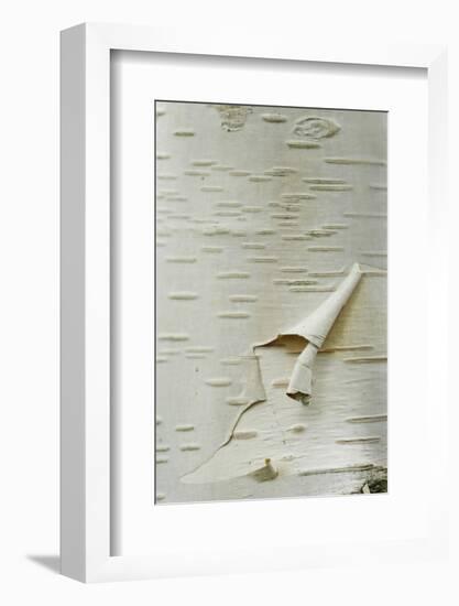 Himalayan White Birch (Betula jacquemontii) 'doorenbos', close-up of peeling bark detail, England-Gary Smith-Framed Photographic Print