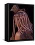 Himba Woman, Kaokoland, Namibia-Peter Adams-Framed Stretched Canvas