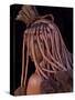 Himba Woman, Kaokoland, Namibia-Peter Adams-Stretched Canvas