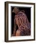 Himba Woman, Kaokoland, Namibia-Peter Adams-Framed Photographic Print