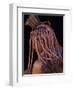 Himba Woman, Kaokoland, Namibia-Peter Adams-Framed Photographic Print