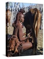 Himba Woman Milks a Cow in the Stock Enclosure Close to Her Home, Namibia-Nigel Pavitt-Stretched Canvas