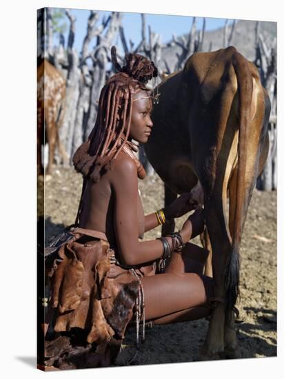 Himba Woman Milks a Cow in the Stock Enclosure Close to Her Home, Namibia-Nigel Pavitt-Stretched Canvas