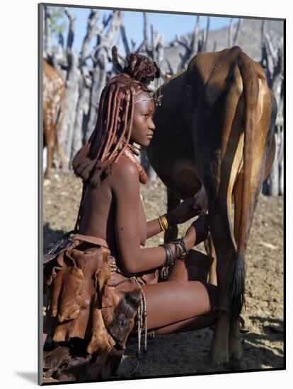 Himba Woman Milks a Cow in the Stock Enclosure Close to Her Home, Namibia-Nigel Pavitt-Mounted Photographic Print