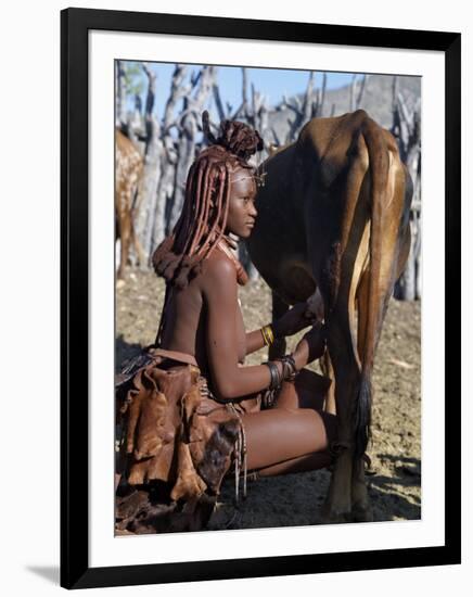 Himba Woman Milks a Cow in the Stock Enclosure Close to Her Home, Namibia-Nigel Pavitt-Framed Photographic Print