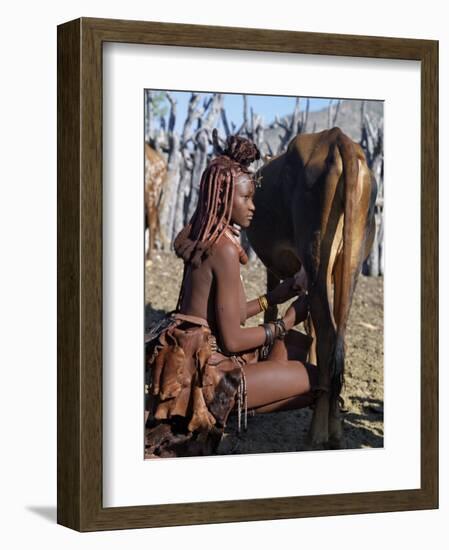Himba Woman Milks a Cow in the Stock Enclosure Close to Her Home, Namibia-Nigel Pavitt-Framed Photographic Print