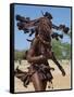 Himba Women Perform the Otjiunda Dance, Stamping, Clapping and Chanting-Nigel Pavitt-Framed Stretched Canvas