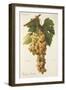 Himenes Jumbon Grape-A. Kreyder-Framed Giclee Print