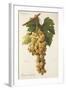 Himenes Jumbon Grape-A. Kreyder-Framed Giclee Print