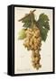 Himenes Jumbon Grape-A. Kreyder-Framed Stretched Canvas