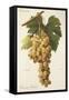 Himenes Jumbon Grape-A. Kreyder-Framed Stretched Canvas