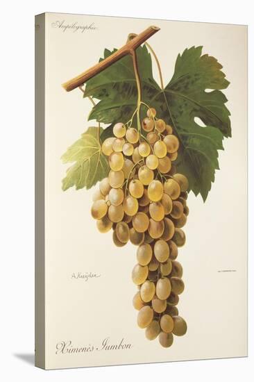 Himenes Jumbon Grape-A. Kreyder-Stretched Canvas