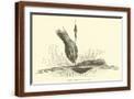Brown Frame