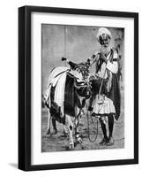 Hindu Cow with Sacred Cow, India, 1936-null-Framed Giclee Print